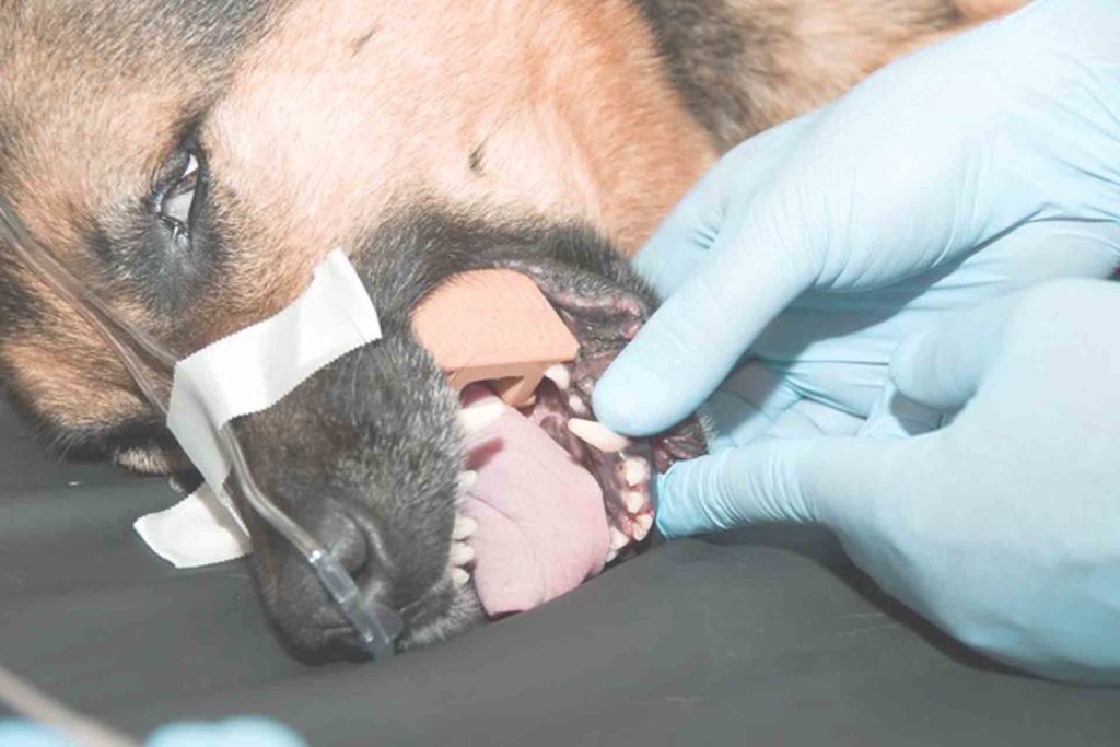 braces for dogs procedure